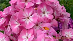 Флокс метельчатый Анастасия ? флокс Анастасия обзор: как сажать саженцы флокса Анастасия