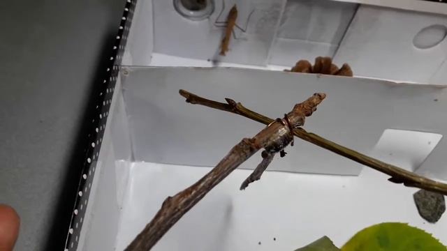 Жизнь богомола 4йдень. Яйца богомола :-) смотреть онлайн