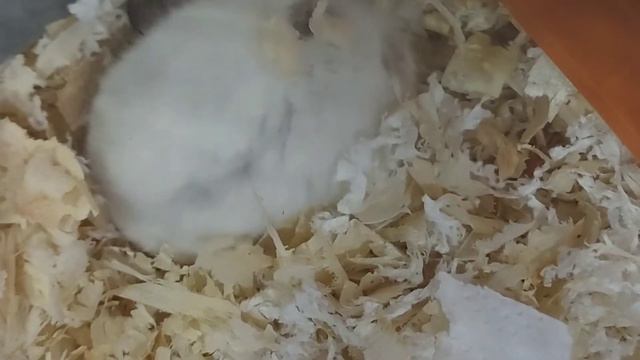 малыши хомячихи Луны 😊😇 смотреть онлайн