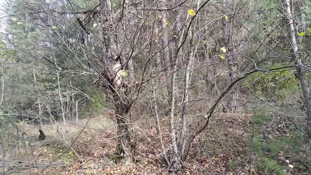 Прогулка по осеннему лесу смотреть онлайн