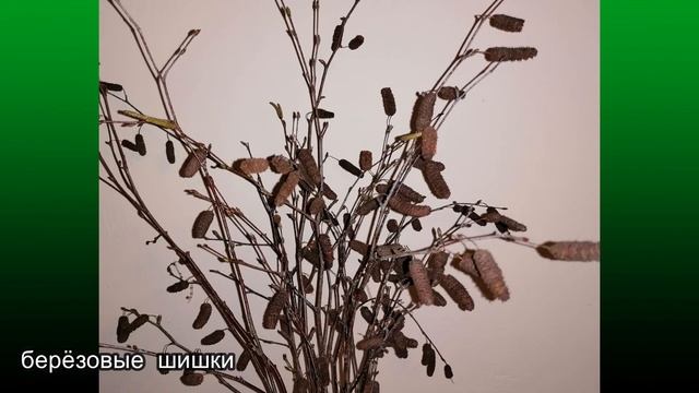 Сухоцветы и композиции из сухоцветов. смотреть онлайн