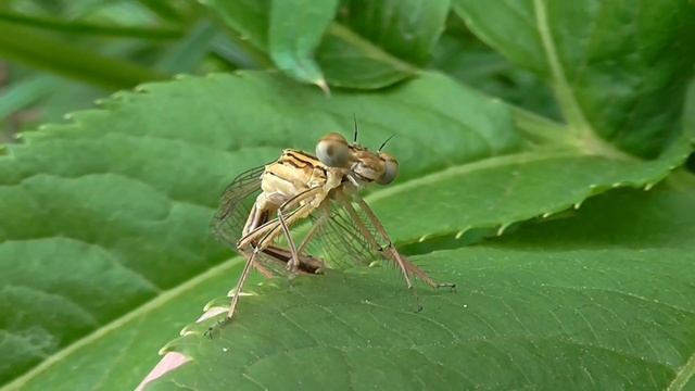 Мир насекомых. Бабочки и стрекозы