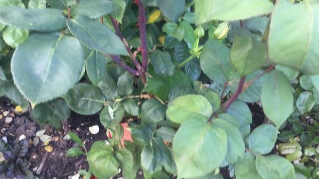 Rosa Mr Lincoln | Rose Review смотреть онлайн