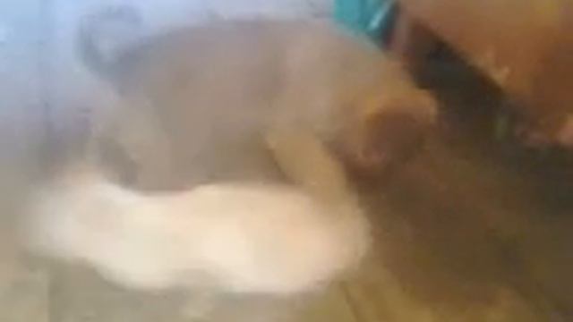 Извращенцы смотреть онлайн
