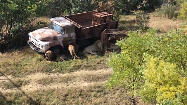 Персей и Малыш присоединились к Каю! Тайган Lions Perseus and Malysh have joined Kai! Taigan смотреть онлайн