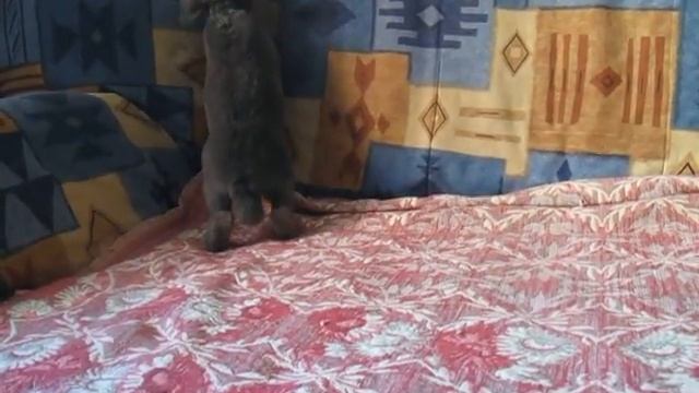 Питомник ЛАРСиК. Карликовые кролики. смотреть онлайн
