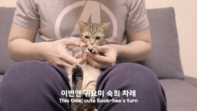 아기고양이 발바닥 마사지했더니 마이구미 젤리가 되었어요 смотреть онлайн