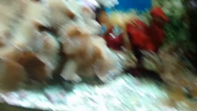 Продолжения похода в аквариум. Идем в 6зал. Увидели акулу катран!!!! смотреть онлайн