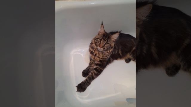 Без кота и жизнь не та...продолжение смотреть онлайн