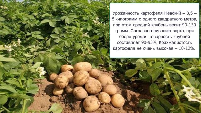Картофель сорта Невский смотреть онлайн