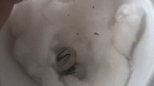 Разведение канареек КАК НАДО РАЗВОДИТЬ КАНАРЕЕК