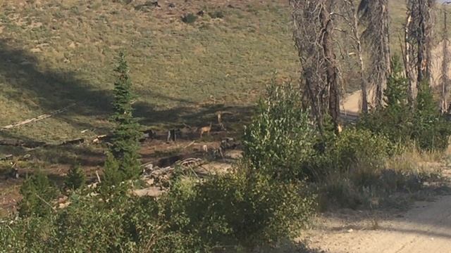 Охота на косулю