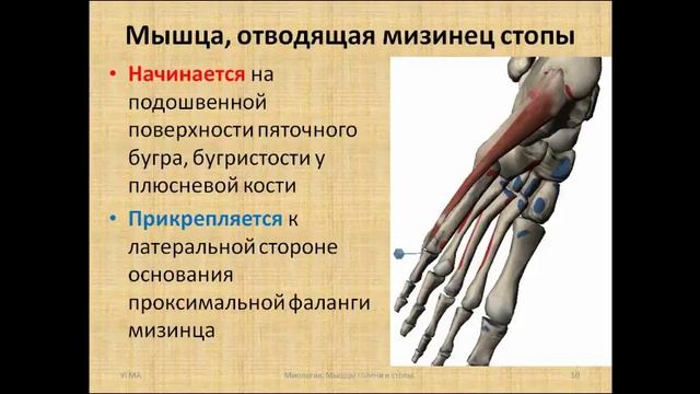 Мышцы стопы: топография, строение, функции