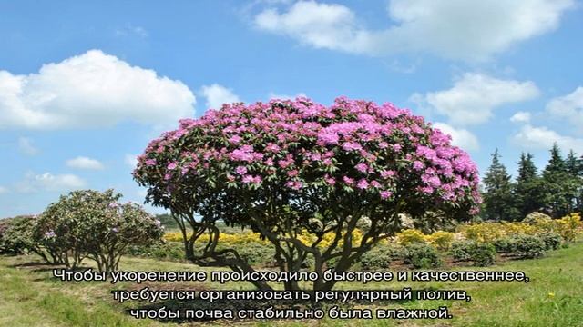 Как размножить рододендрон: черенками, на даче смотреть онлайн