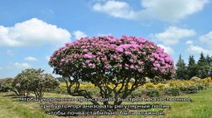 Как размножить рододендрон: черенками, на даче