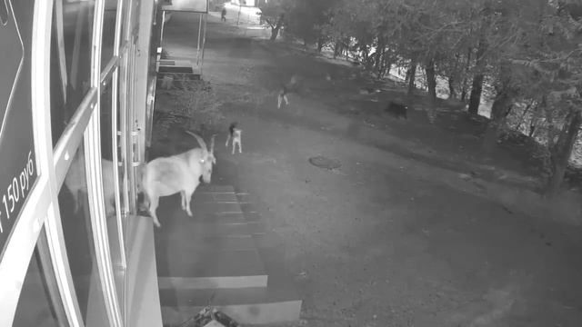 В Астрахани козел отбивался от стаи бродячих собак смотреть онлайн