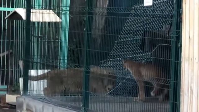 Прогулка львёнка Симбы первый день августа подарил Симбе смотреть онлайн