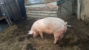 свиньи породы ЙОРКШИР. обзор хозяйства.