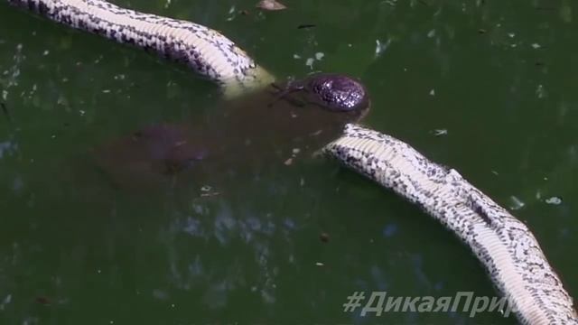 ЖЕСТЬ. Крокодил убил удава. Дикая природа 2015 смотреть онлайн