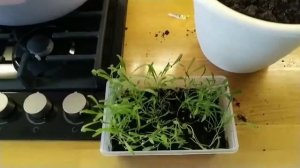 МАТТИОЛА ВЕЧЕРНИЙ АРОМАТ, легкий способ пересадки рассады без повреждения. Часть 4