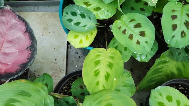 Prayer Plant / Maranta Leuconeura