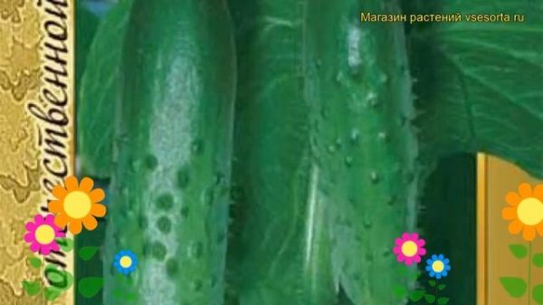 Огурец гибридный Апрельский f1. Краткий обзор, описание характеристик Aprel'skiy f1