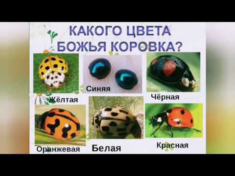 Божья коровка из пластилина смотреть онлайн