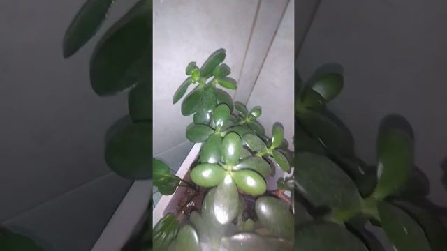 Suculenta Jade/(Crassula Ovata) [Ler Descrição]