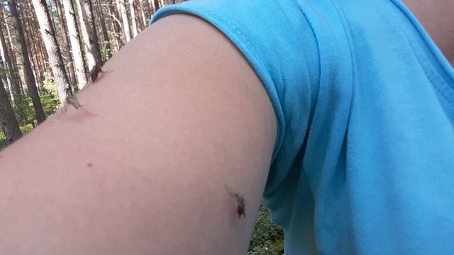 Сбор ягоды в лесу в июле 2017 смотреть онлайн