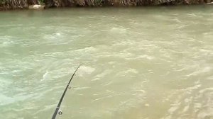 Ловим рыбу летом на Подкумке в Пятигорске. Отличная рыбалка