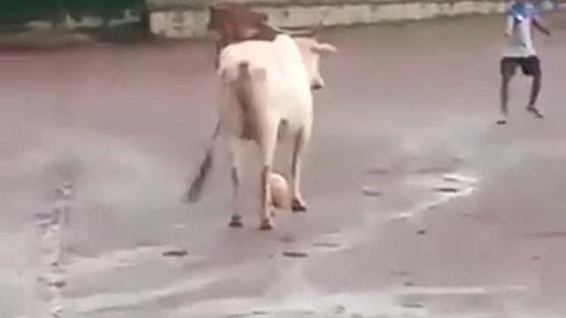 VUE SUR LE NET Bœuf qui joue au football. Ouaga Flash смотреть онлайн