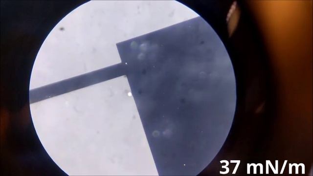 A droplet containing 0.1 M NaCl + 0.1 mg/mL L64 in real time. смотреть онлайн