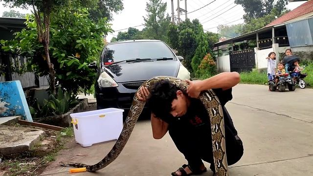 bermain dengan hewan dan reptil si python cantik смотреть онлайн