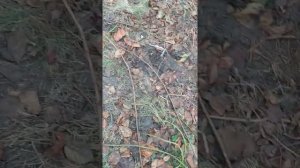 вопрос вымерзла или спрела ежевика.