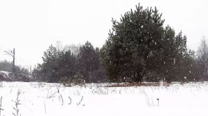 Истории про волков и людей - его последняя ночь. Таежные истории. Аудио рассказы. Случай в тайге