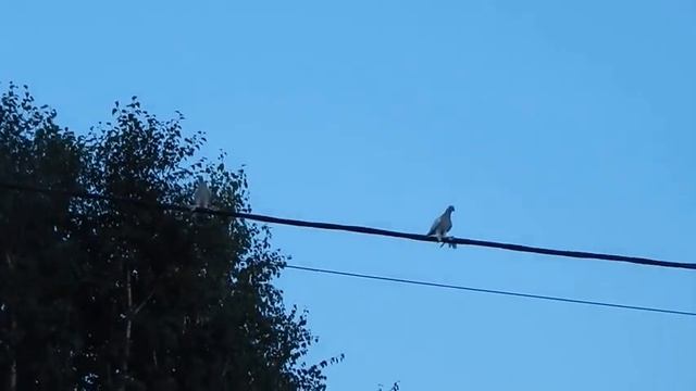 Бойный голубь разбил крылья в кровь смотреть онлайн