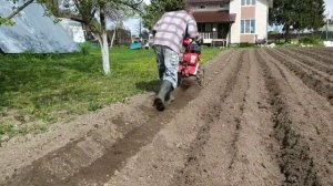 Посадка картофеля мотоблоком под плуг