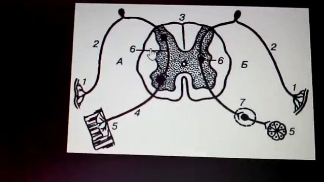 4 36 Вегетативная нервная система смотреть онлайн