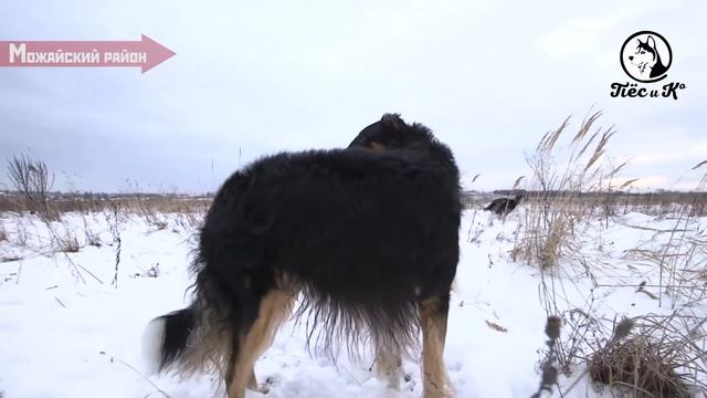 РУССКАЯ ЗИМНЯЯ ПСОВАЯ ОХОТА смотреть онлайн