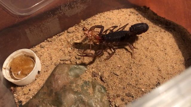 Как кормить ядовитого скорпиона? - Как #скорпион есть и охотится смотреть онлайн