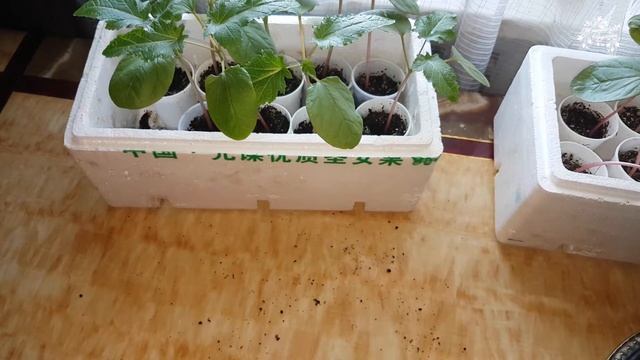 Пересадка рассады клещевины! смотреть онлайн