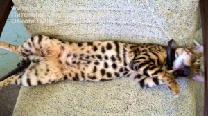 история Бенгальской кошки