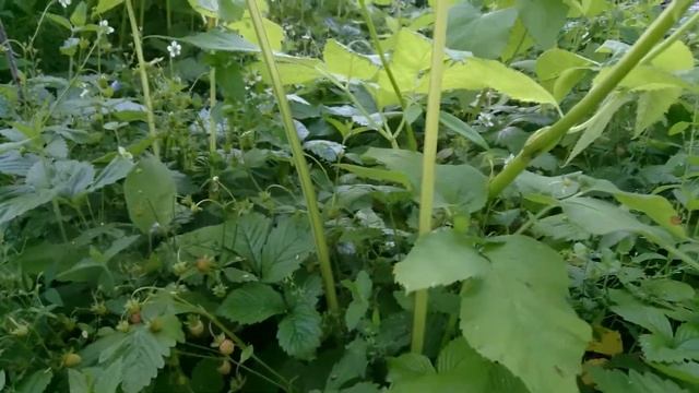 Поехал в лес нашёл много земляники смотреть онлайн