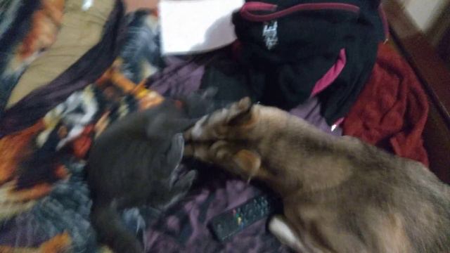 Собака пристает к кошке смотреть онлайн