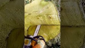Как распилить пень очень толстого дерева?