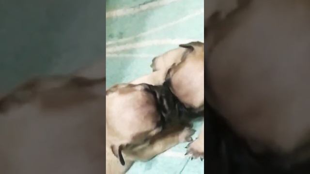 #французскийбульдог #frenchbulldog #frenchie #dog #bulldog #pet #animals #cutepuppy #puppy смотреть онлайн