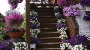 Петуния в ландшафтном дизайне. ? Красота спасёт мир ❤️