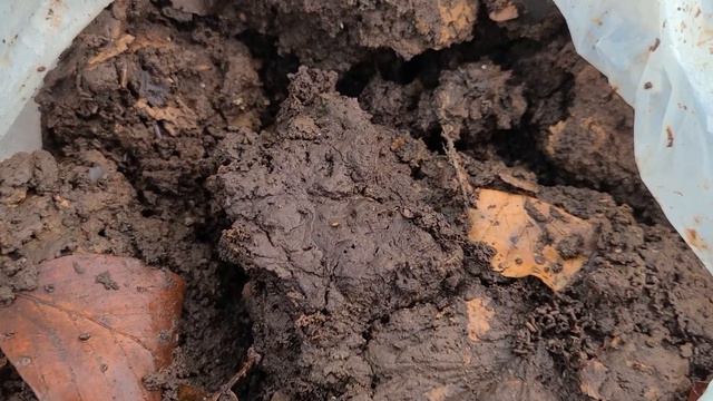 Мои заготовки для весенней провокации БАРМАТУХИ все цветут .( Продаю семена томатов) смотреть онлайн