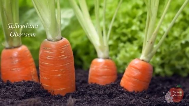 МОРКОВЬ С УМА СХОДИТ ОТ ЭТОЙ ПОДКОРМКИ В ИЮНЕ,ПРЕТ КАК НА ДРОЖЖАХ КРУПНАЯ И СЛАДКАЯ. смотреть онлайн