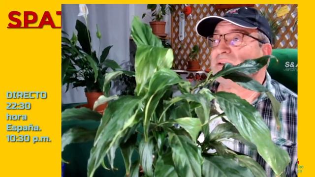 🔴DIRECTO: Spathiphyllum #cunademoises #espatifilo #plants смотреть онлайн